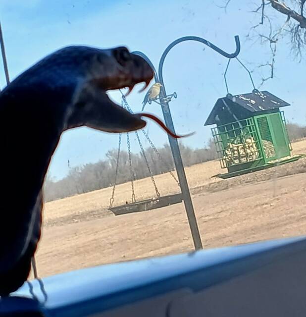 Phyllis Jones with Hungry Hungry Cobra