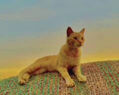 Darlene Kutzler - Just Relaxing