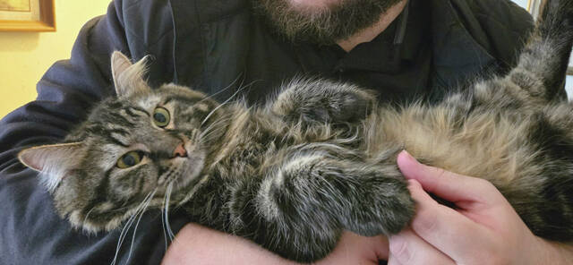 Lynette Jungemann - Cuddle Cat