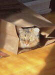 Phyllis Jones - Lucky Cat in the Bag