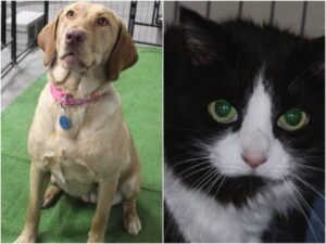Beadle County Humane Society pets of the week