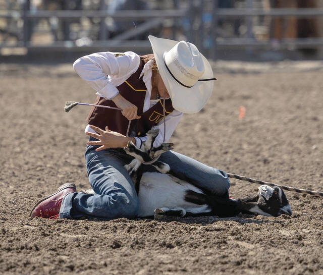 COURTESY OF THE UNIVERSITY OF WYOMING Layni Stevens of St. Lawrence competes in goat tying for the University of Wyoming during a collegiate rodeo this season.
